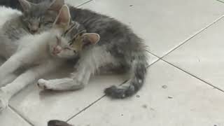 Kucing 🐱, kucil-kucil lagi tidur siang