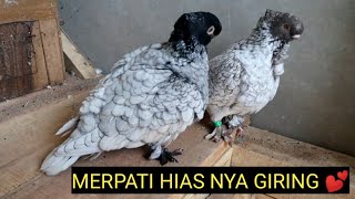 CEK KANDANG, MERPATI MOF BLONDINET GIRING