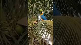 green coconut water drinking challenge#shortvideo