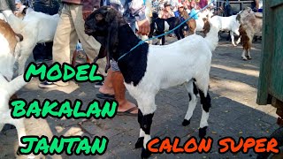 Update Harga Kambing hari ini di pasar hewan terpadu Wlingi-Blitar.sabtu, 20 agustus 2022.