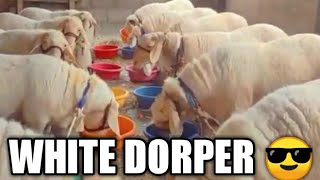 WHITE DORPER