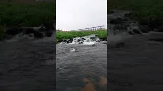 #short#Medinipur kangsabati river dam#short ##damview#kashainodi#Mohanpur Bridge#viralvideo#karabi##