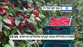 רגע לפני תחילת קטיף - פלפלים חריפים הבנרו ועוד.. עונת 23-24 פארן.