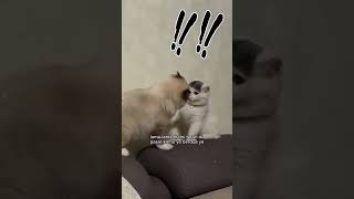 TEBAK YG NAKAL DULUAN YANG MANA ?? #shortvideo #cat #oyenbarbar #funny #catlover #kucinglucu