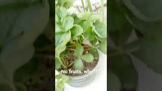 STRAWBERRY plant with NO FRUITS, WHY?