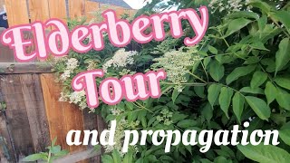 Elderberry Tour & Propagation