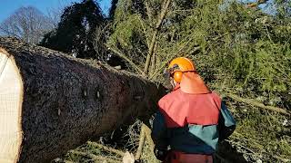 Jonsered 2171chain saw- big tree 17m omkrets 69cm part 1