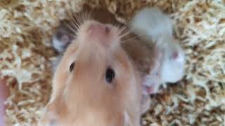 Cute Baby Hamsters - Their Hair starting to grow