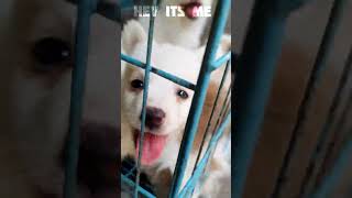 Aaj hum mile cute puppies se 😍 || SAMMY ke lie aaya new belt 😉 || #doglover  #shortsfeed