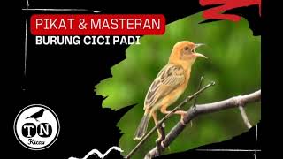 Pikat dan masteran burung cici padi