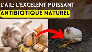 prévenir et soigner vos poulets a l'aide de l'ail