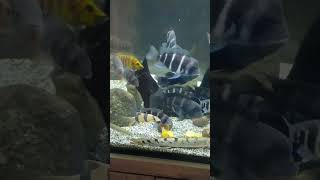 African Cichlids Tank  #clam #family #challenge