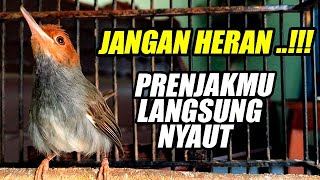 SUARA PANJANG PRENJAK GACOR EMOSI TOTAL | COCOK BUAT MASTERAN & PANCINGAN PRENJAK MUDA BAHAN HUTAN