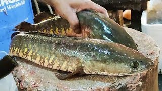 Amazing Two Snakehead Soal Fish Cutting Skills Live In BD Fish Market। Fish Cutting Skills