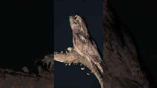 great potoo suara burung kegelapan #shorts #potoo