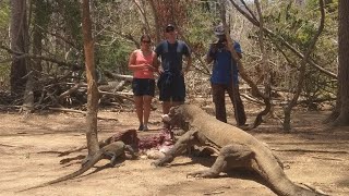 Komodo Dragon Eat Fresh Timor Deer Alive