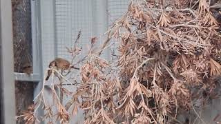 Young crimson finches fledged