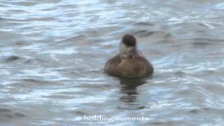 Caldecotte Lake 2nd February 2016