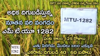 ఎమ్.టి.యు - 1282 వరి రకంతో అధిక దిగుబడి | దుబ్బు ఎక్కువ || High Yields New Paddy Variety MTU - 1282