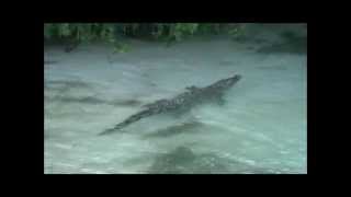 Un crocodile américain (Crocodylus acutus) au Lac du Der en Champagne