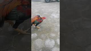 contoh ayam bagus