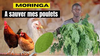 5 bienfaits des feuilles de moringa dans l'élevage des poulets