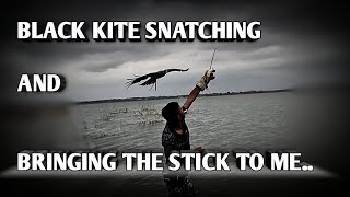 Amazing black kite snatching and bringing stick to me | chil training 💯💯💥