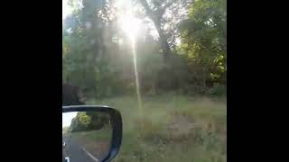 Roadside Bison 🦬 l Tadoba Jangal l Chandrapur Tadoba Tiger Reserve l Shorts