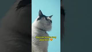 Adorable Playful Cat Compilation | Cutest Moments Ever!