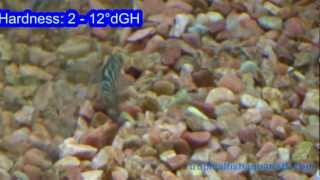 Tropical Fish - Botia rostrata - Ladder Loach