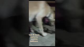 Ter um cachorro é  ter carinho e cuidado....