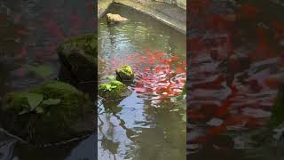 Fish Pond Inside Butterfly Dome in Malagos Garden Resort #malagosgardenresort #fishpond #butterfly