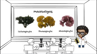 Características generales y morfológicas de macroalgas