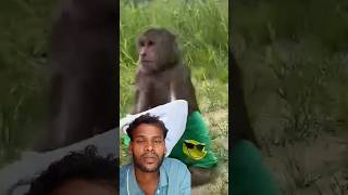 Cut batting monkey rivers # cuts# money # animal # short video