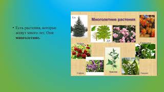 Деление растений на группы биология 7 кл