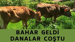 BAHAR GELDİ DANALAR COŞTU