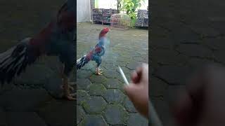 bentuk ayam juara yang selama ini di cari- cari