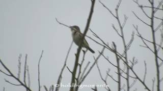 Lesser Whitethroat