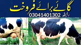 گاۓ فروخت ہے رابطہ 03041401302||Good breed cow for sale