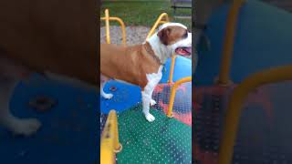 American bull dog on merry go round