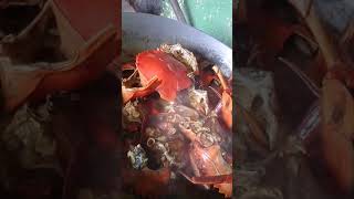 Kepiting asam manis