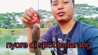 Nyoba spot terlarang ll casting ikan gabus ll #herimetalfishing