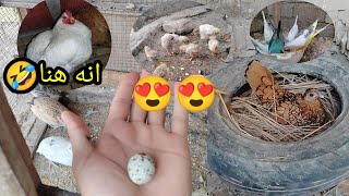 الاسبانيات بيضن😍😍الافراخ كبرت🐤🐤الشايبه رح تكرك🥚🥚السمان بيض