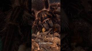 My name is... #redislandbirdeater #spider #tarantula #takedown #phormictopusatrichomatus