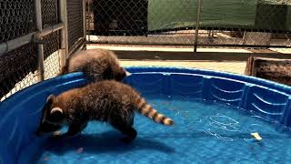 Rebel Raccoons Fish for Treats - July 2019