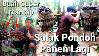 Salak Pondoh Saatnya Panen Lagi