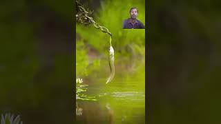 #fishing #fish #nature #love #wildlife #newsong #irinafrose #বিষেরছুরি