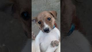 ye kapdhe mujhe Dede yaar 🥰💓#viral #dog #video #trending #funny #dogs #love #shorts #ytshorts #short