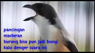 pikat burung cendet