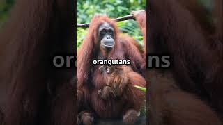 Amazing Facts About Orangutans!